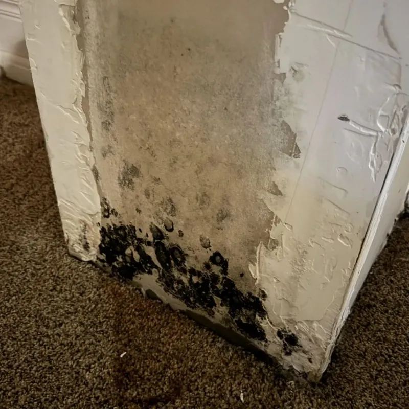 Professional Mold Removal in Lakeland, GA